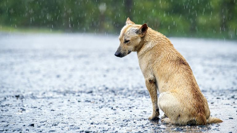 Des animaux abandonnés, plus de famille d'accueil : La SPA lance un appel à l'aide !