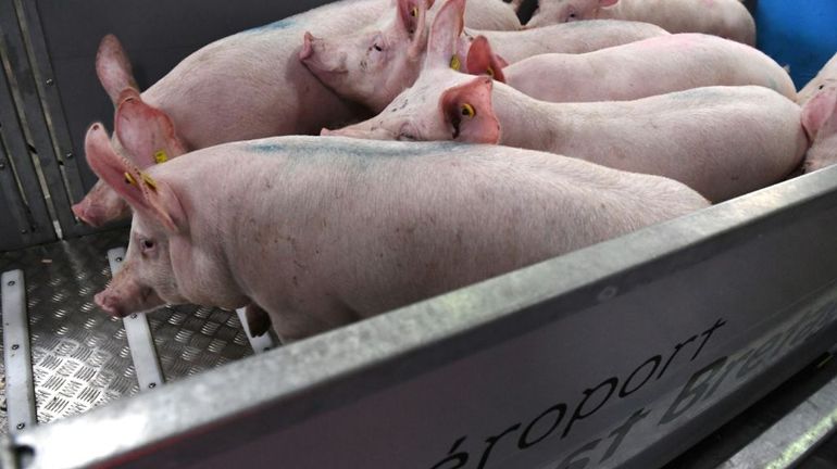 Souffrance animale : Londres veut interdire l'exportation de bétail destiné à l'abattage