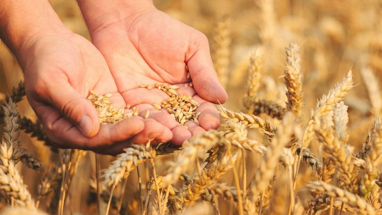 La céréale wallonne en pleine croissance