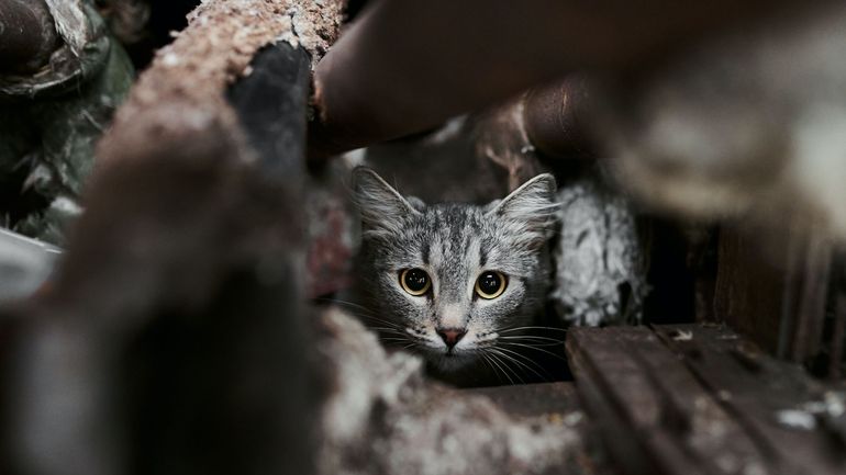 Stérilisation des chats errants : un seul couple peut engendrer 20.000 chats en 4 ans