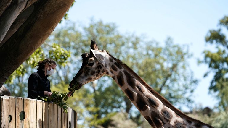 Un triplé pour Pairi Daiza, élu meilleur zoo d'Europe pour la troisième année consécutive