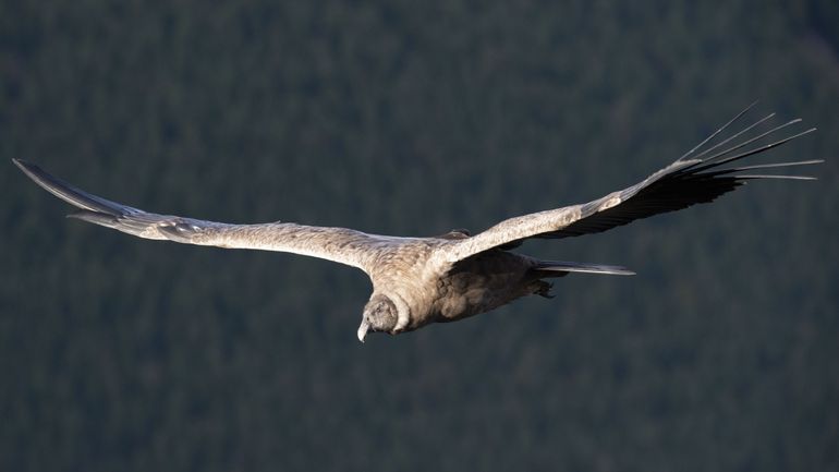 Equateur : un couple de condors des Andes ravive les espoirs sur la protection de l'espèce