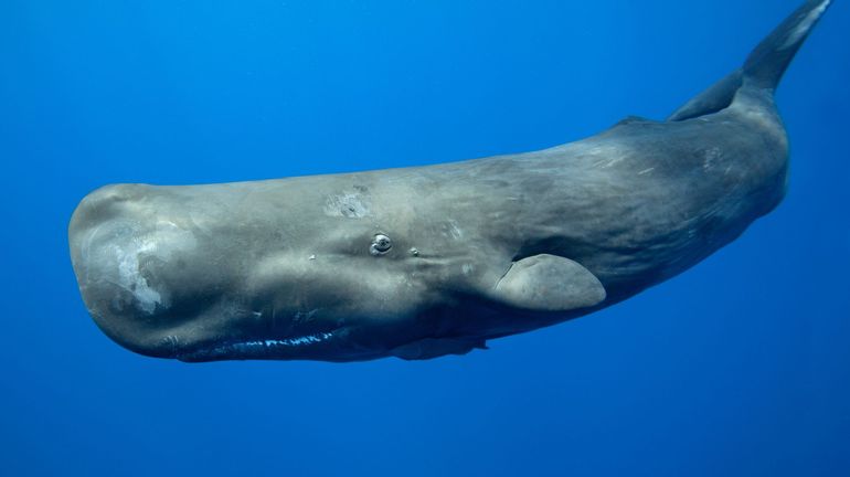 Des paléontologues décrivent un cachalot vieux de 18 millions d'années