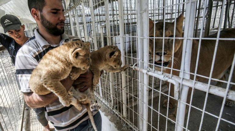 Le sinistre zoo de Gaza rouvre quelques mois après sa fermeture