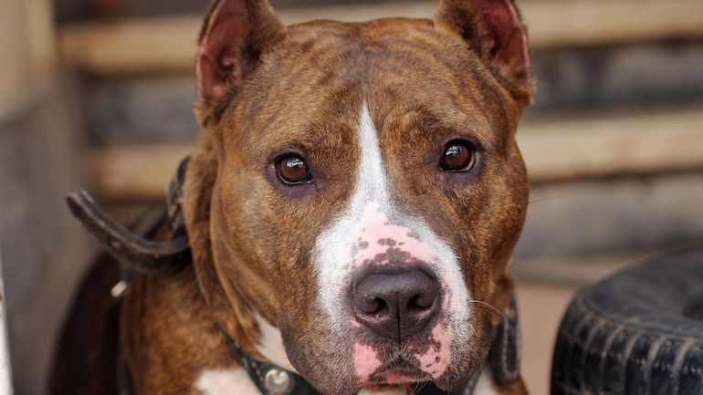 Odin et Sacha, deux American Pit Bull interdits de territoire à Waterloo