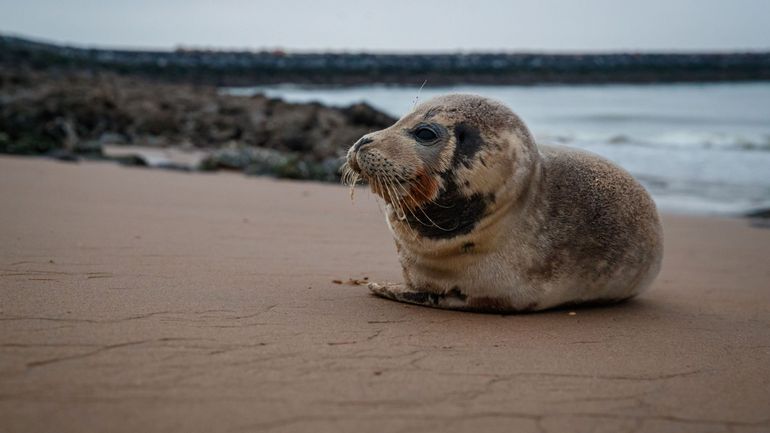 Ostende : les phoques accusés par les pêcheurs de manger tous les poissons