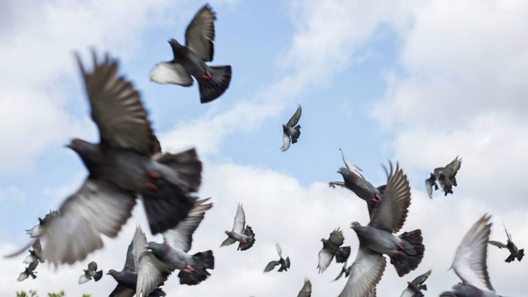 Colombophilie : pigeons et convoyeurs attendent