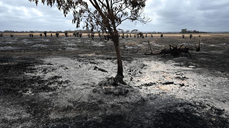 Australie: l'État le plus touché lance une enquête sur les feux de brousse