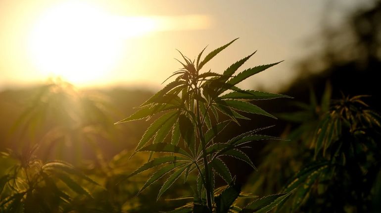 Plantations de cannabis à Boussu et à Furnes: dix suspects ont été arrêtés