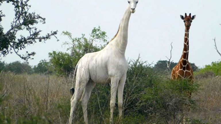 Kenya : l'unique girafe blanche en vie équipée d'un GPS