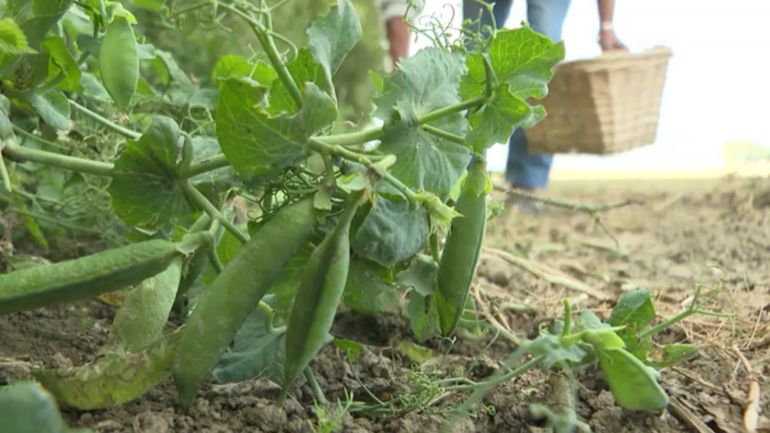 Récolter les légumes restés sur les champs après la récolte: des séances de glanage sont organisées par le parc naturel des plaines de l'Escaut