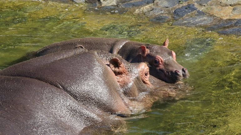 Déconfinement en Belgique : les parcs animaliers rouvrent le 18 mai