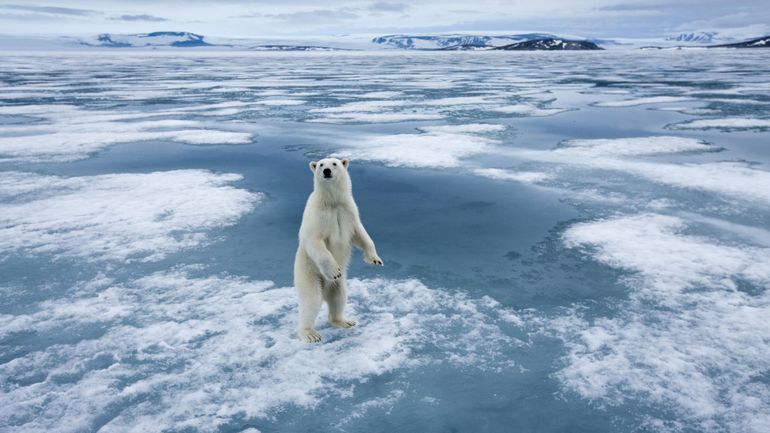 Réchauffement climatique : les ours polaires menacés d'extinction d'ici 2100
