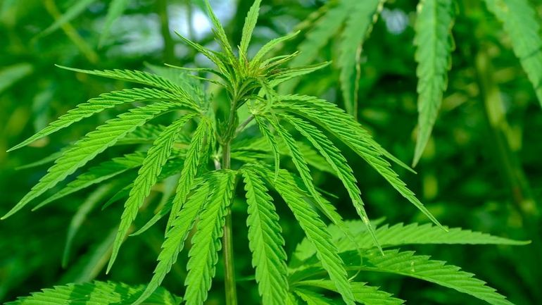 Arrestation de neuf suspects après la découverte de plantations de cannabis à Furnes et à Boussu