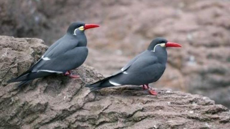 Malines: dix-huit sternes inca s'échappent d'une volière de Planckendael, appel à témoins