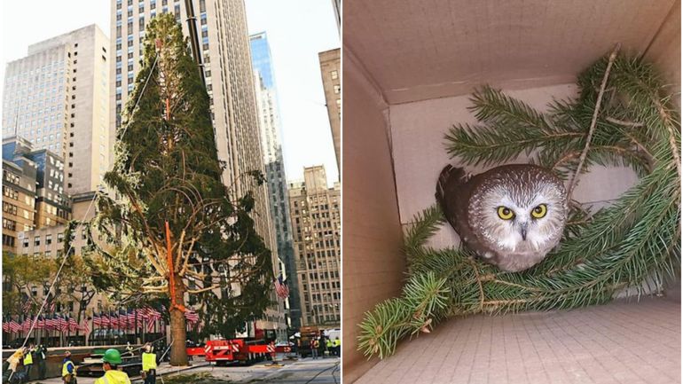 L'un des énormes sapins de Noël installé à New-York abritait une chouette
