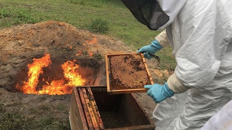 Jurbise: L'AFSCA détruit des colonies d'abeilles, atteintes d'une maladie contagieuse