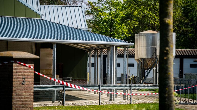 Huit élevages de visons détruits aux Pays-Bas après la découverte de traces de coronavirus
