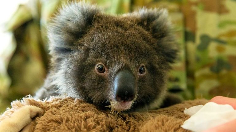Australie: des dizaines de koalas morts après qu'un bulldozer a abattu les arbres dans lesquels ils étaient
