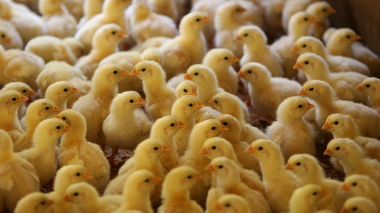 La Wallonie s'apprête à interdire préventivement le broyage des poussins