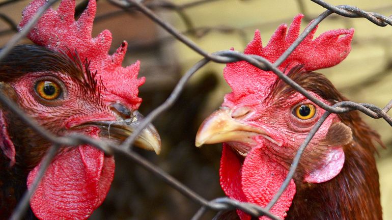 Coronavirus en Chine : la fin de l'abattage et la vente de volailles vivantes ?
