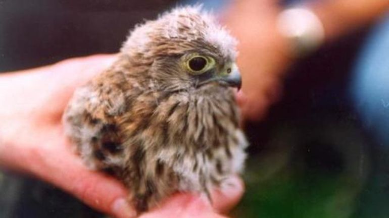 Faune : appel des défenseurs des oiseaux pour tailler ou élaguer avant mars et les premiers nids