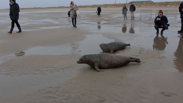 Blankenberge: les phoques Oscar et Groovy ont été remis à la mer après plusieurs mois de soins