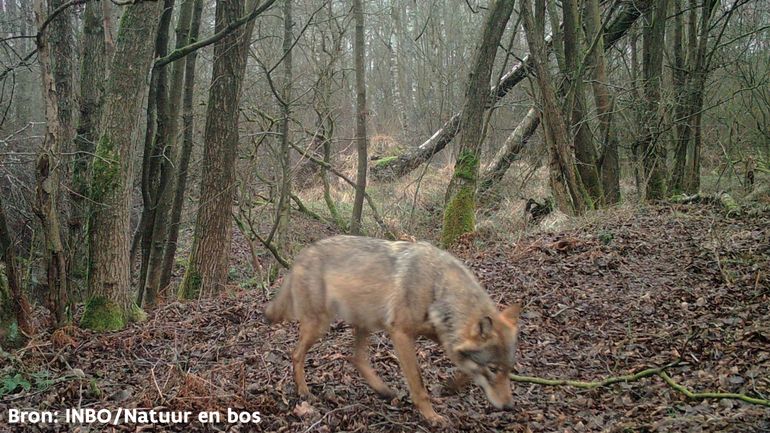 Découvrez les premières images de la louve Noëlla en plein jour