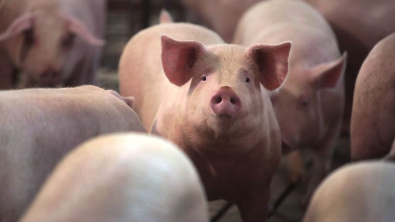 Coronavirus en Belgique : le secteur porcin demande de l'aide face à la chute de la demande et des prix, dit la Febev