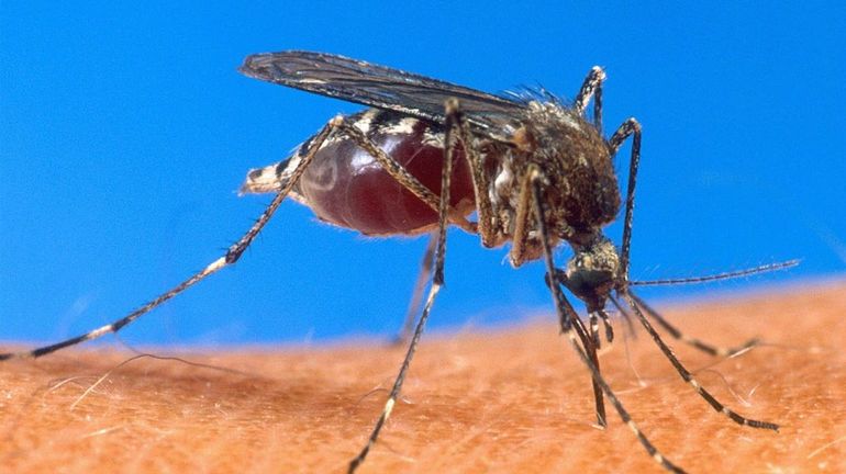 Paludisme au Niger : face à l'augmentation des cas en 2020, les autorités vont distribuer plus de 4 millions de moustiquaires