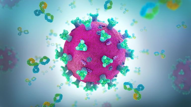 Coronavirus : une étude indique que certains anticorps protègent contre une réinfection