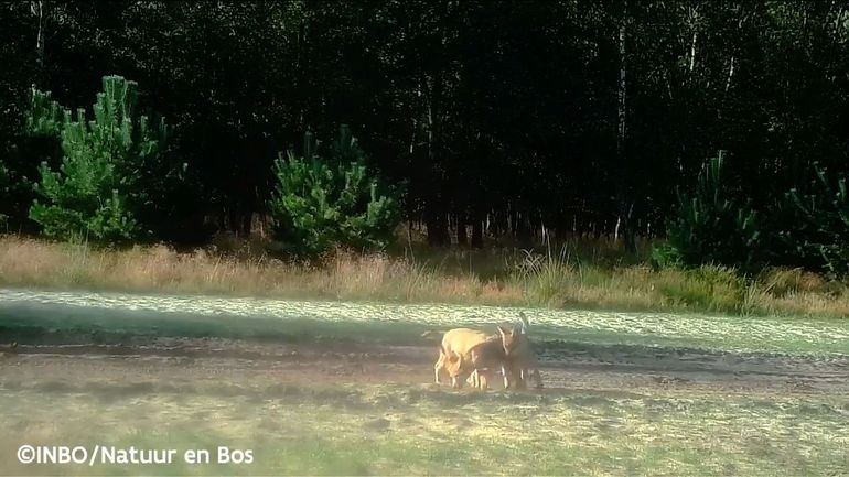 Un autre louveteau a été retrouvé mort dans le Limbourg