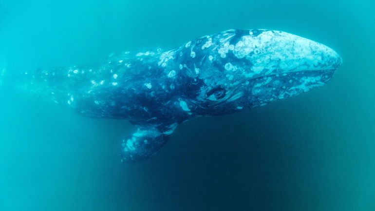 Une baleine grise observée en France refait surface en piteux état à Majorque