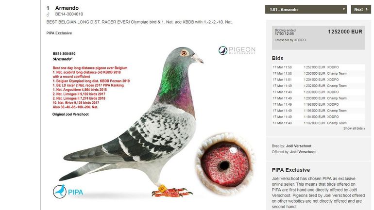 Record mondial: le pigeon belge Armando vendu aux enchères pour la somme de 1,25 million d'euros