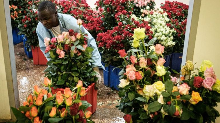 Au Kenya, le coronavirus met à un cran d'arrêt à la filière des roses