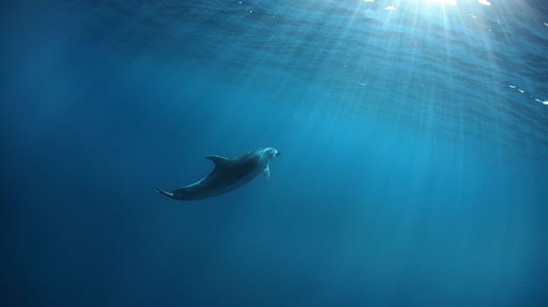 Treize dauphins retrouvés morts à l'île Maurice suite au naufrage du MV Wakashio