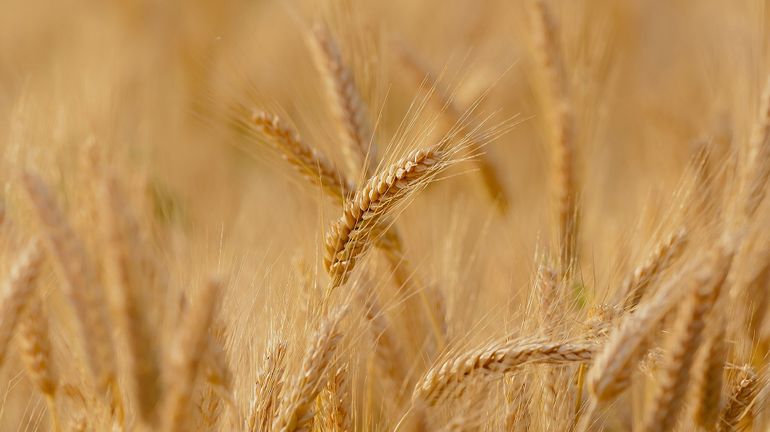 Le prix des terres agricoles flambe en Belgique: plus 26% en cinq ans