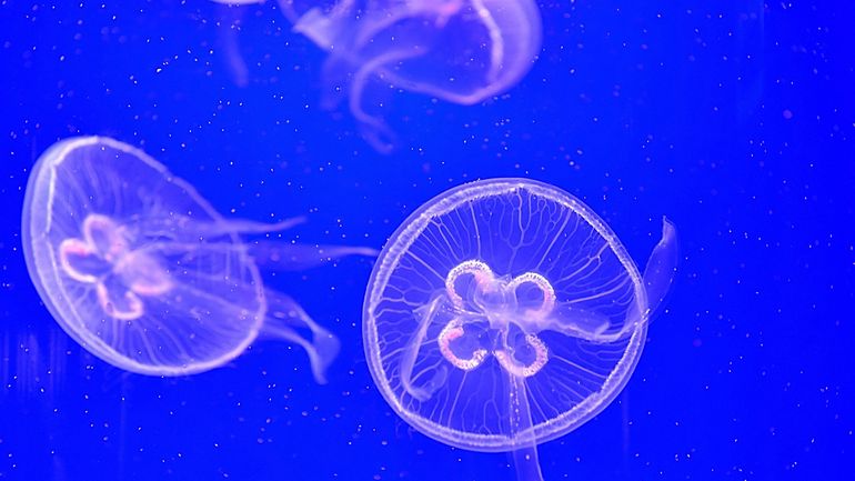 Alerte aux méduses à la Côte: comment réagir en cas de piqûres?