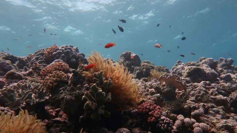 Australie : la moitié des coraux de la Grande Barrière ont péri en 25 ans