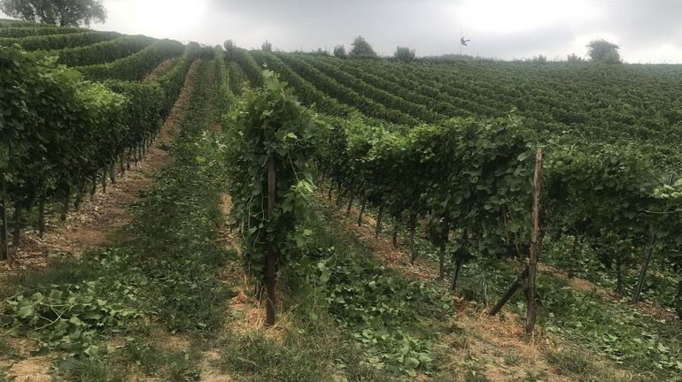 Météo estivale, puis hivernale, un danger pour les vignes: 
