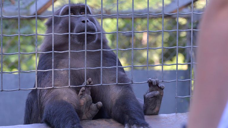 Pour Gaia, le nombre d'expériences sur les animaux augmente, tout comme le nombre de cobayes