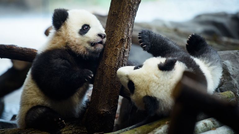 Des bébés pandas nés au zoo de Berlin présentés au public