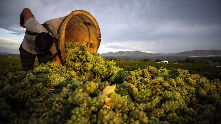 Réchauffement climatique : dans le Roussillon, des vendanges toujours plus précoces