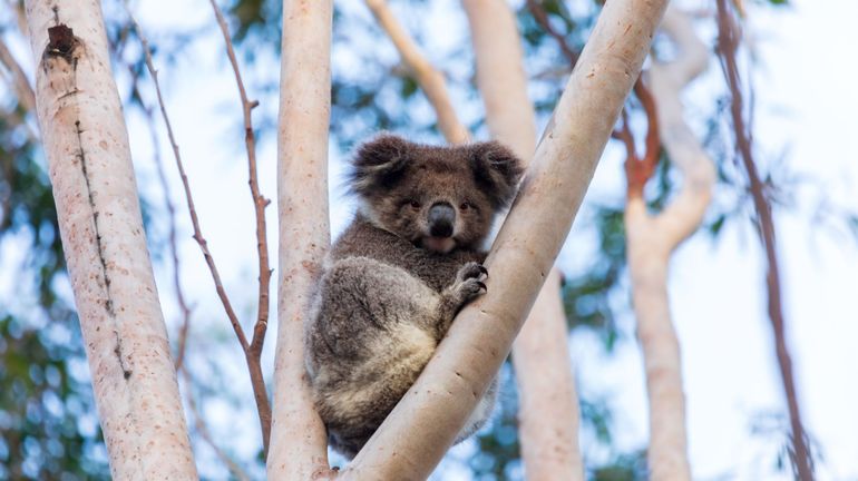 Incendies en Australie: plus de 60.000 koalas touchés lors des la dernière saison de feux de brousse en Australie
