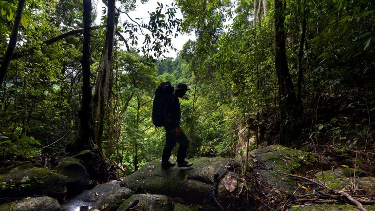 Près de douze millions d'hectares de forêts tropicales ont disparu en 2019