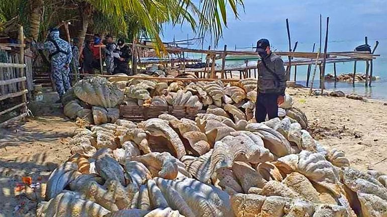 Philippines: saisie record de 200 tonnes de coquillages géants