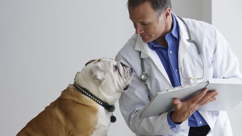 Assurances soins de santé pour animaux : un marché de niche ?