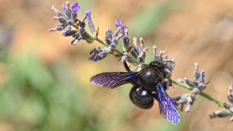 L'abeille charpentière débarque dans nos jardins