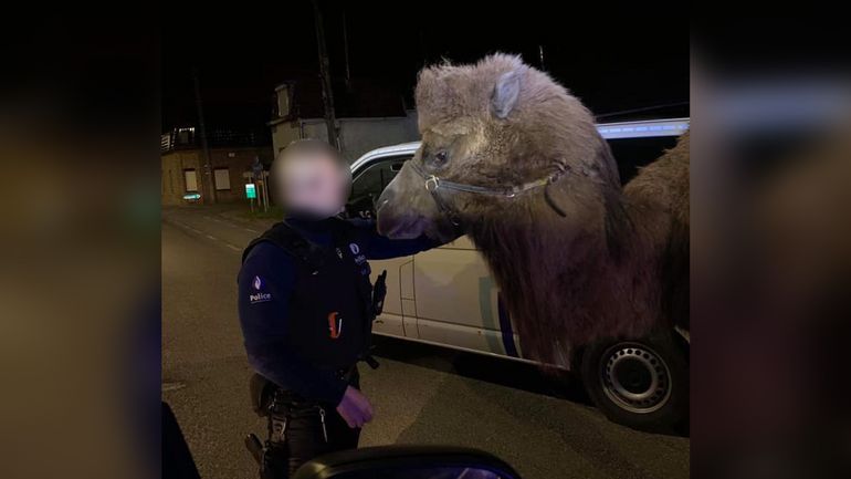 Insolite : la police tournaisienne arrête& deux chameaux et un dromadaire