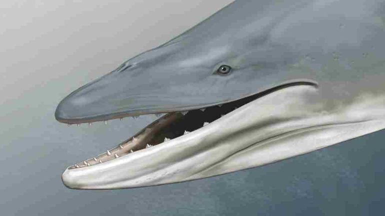 Les ancêtres de certaines baleines actuelles étaient d'immenses prédateurs à dents